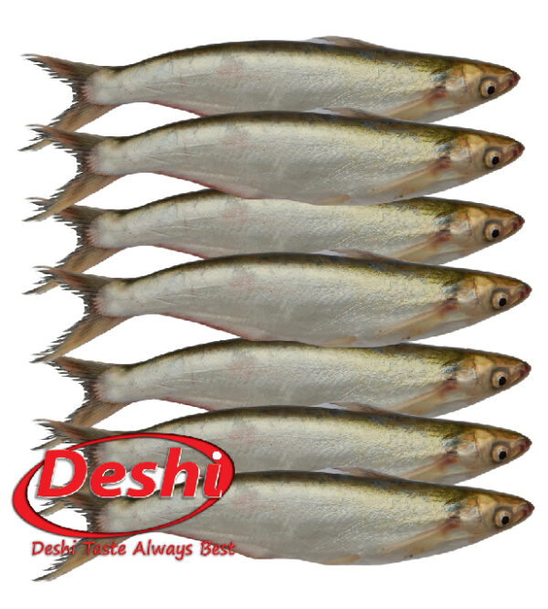 BACHA  FISH 500g X 3 BOX - Image 4