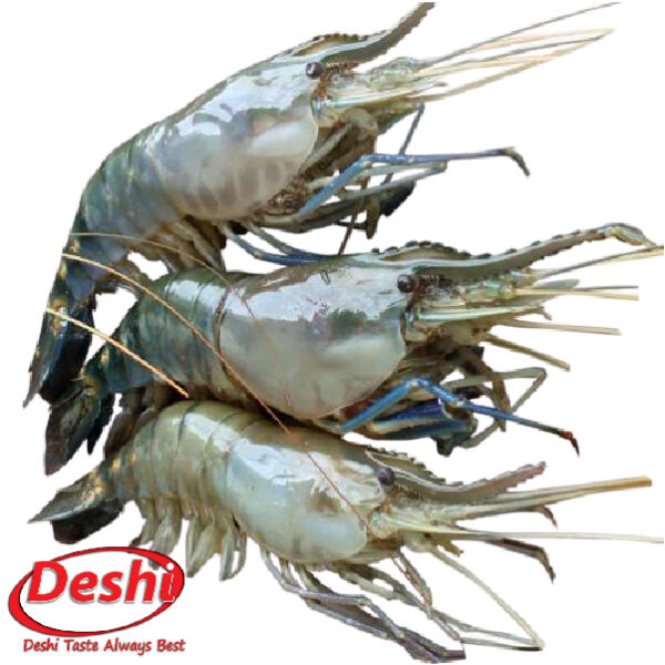 GOLDA Fresh Water Shrimp 300g Box